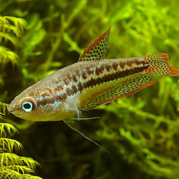Sparkling Gourami Fish (Single)