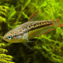 Sparkling Gourami Fish (Single)