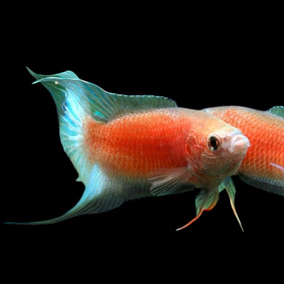 Red Paradise Gourami Fish (Single)