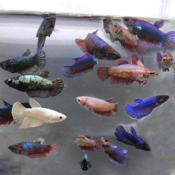 Assorted Full Moon Female Betta Fish