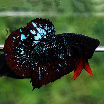 Black Avatar Plakkat Betta Fish