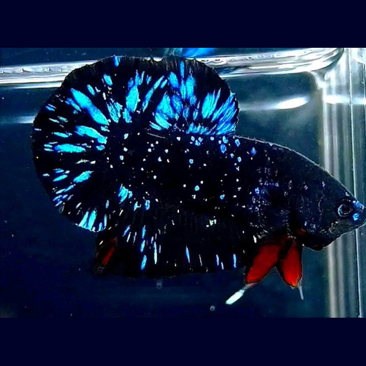 Black Star Plakkat Betta Fish