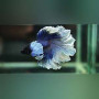 Blue/Red Butterfly Rosetail Halfmoon Betta Fish