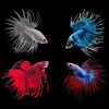 Assorted Crowntail Betta Fish