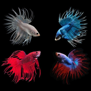 Assorted Crowntail Betta Fish