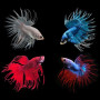 Assorted Crowntail Betta Fish