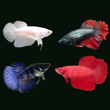 Four Color Full Moon Female Betta Fish