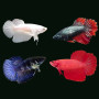 Four Color Full Moon Female Betta Fish
