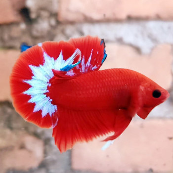 Hellboy Plakkat Betta Fish