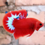 Hellboy Plakkat Betta Fish