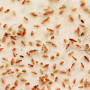 Live Food Moina Culture-100Ml