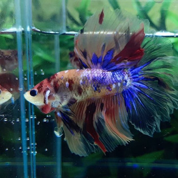 Nemo Candy Galaxy Betta Fish