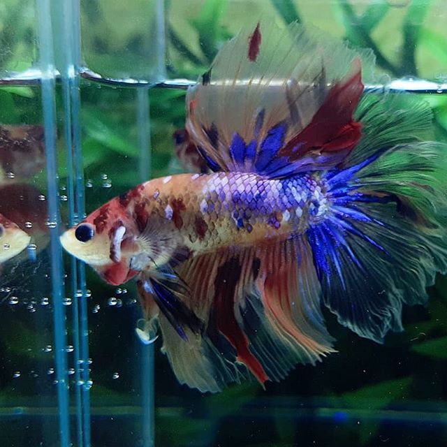 Nemo Candy Galaxy Betta Fish