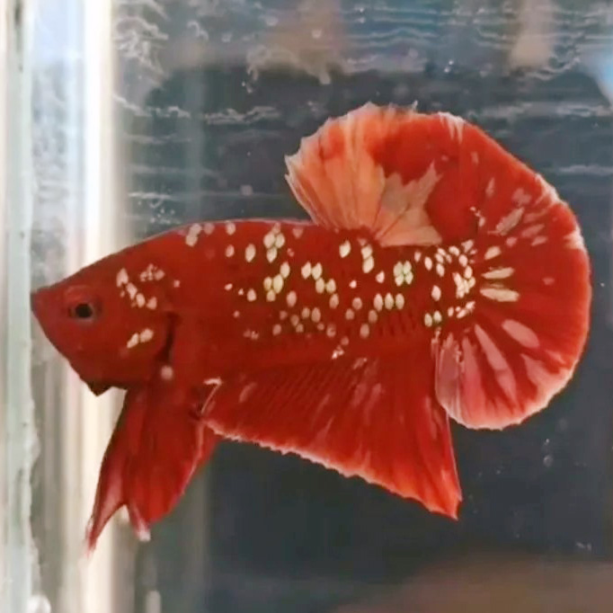 Red Galaxy Gold Plakkat Betta Fish