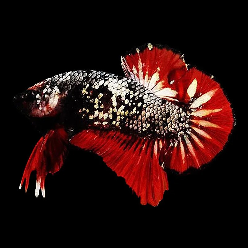 Red Star Plakkat Betta Fish