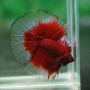 3 Band Red Halfmoon Betta Fish