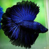 Blue Dragon Halfmoon Betta Fish