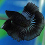 Blue Light Black Butterfly Halfmoon Betta Fish
