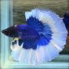 Blue Metallic Butterfly Rosetail Halfmoon Betta Fish