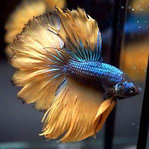 Bumble Bee Mustard Halfmoon Betta Fish