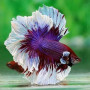 Fancy Marble Rosetail Halfmoon Betta Fish