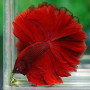 Full Red/Super Red Rosetail Halfmoon Betta Fish