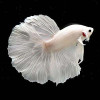 Milky White Breeding Pair Betta Fish
