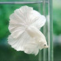 Milky White Halfmoon Betta Fish