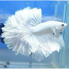 Milky White Rosetail Halfmoon Betta Fish
