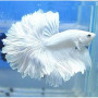 Milky White Rosetail Halfmoon Betta Fish