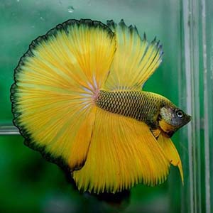 Mustard Gas Halfmoon Betta Fish