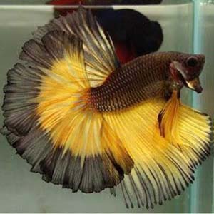 Mustard Gas Halfmoon Betta Fish