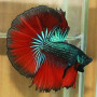 Red Devil Butterfly Halfmoon Betta Fish