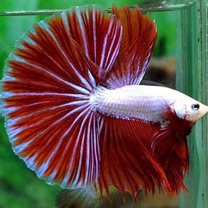 Red Dragon Halfmoon Betta Fish
