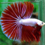 Red Dragon Halfmoon Betta Fish