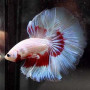 Red Whte Dragon Butterfly Halfmoon Betta Fish
