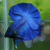 Royal Blue Breeding Pair Betta Fish