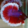Super Red Galaxy Butterfly Halfmoon Betta Fish