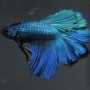 Turquoise Blue Betta Fish