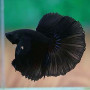 Full Black Halfmoon Betta Fish