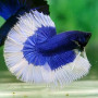 Blue Bf Halfmoon Betta Fish