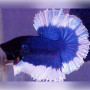 Blue Butterfly Breeding Pair Betta Fish