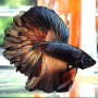 Copper Mustard Betta Fish