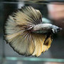 Copper Mustard Halfmoon Betta Fish