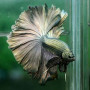Copper Halfmoon Betta Fish