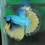 Mustard Dragon Betta Fish