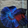 Peacock Blue Betta Fish