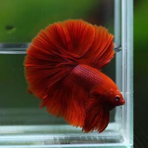 Deep Red Halfmoon Betta Fish