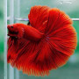 Deep Red Betta Fish