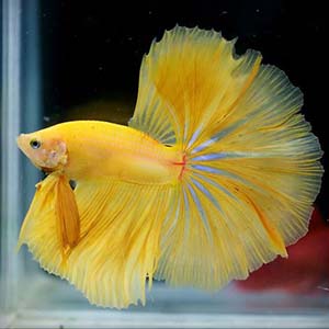 Yellow Halfmoon Betta Fish